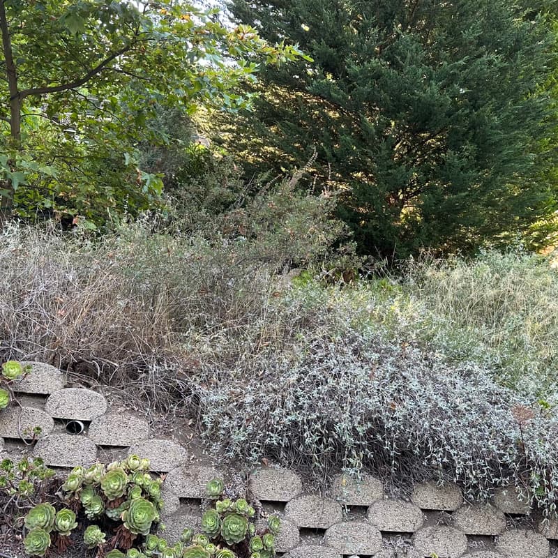 Cover Image for An Exclusive Tour and Free Workshop in Our Neighbor’s Native Garden in Laurel Canyon/Stanley Hills Drive