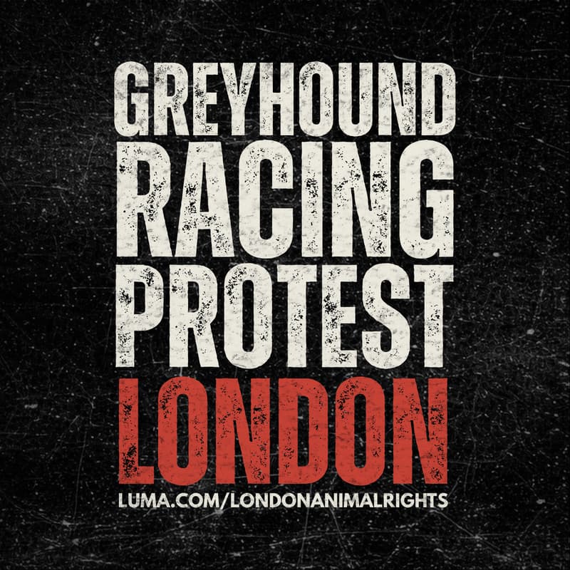 Cover Image for GREYHOUND RACING PROTEST