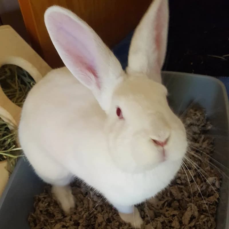 Cover Image for Come pet a rabbit with Noah Smith and SaveABunny [public]