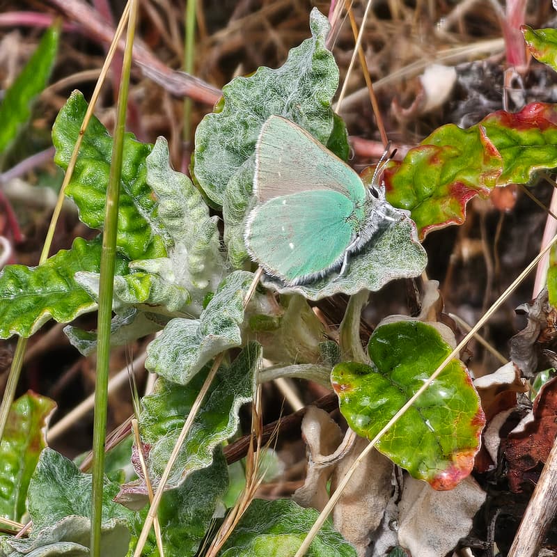 Cover Image for Green Hairstreak Corridor Butterfly Monitoring & Habitat Restoration Workday