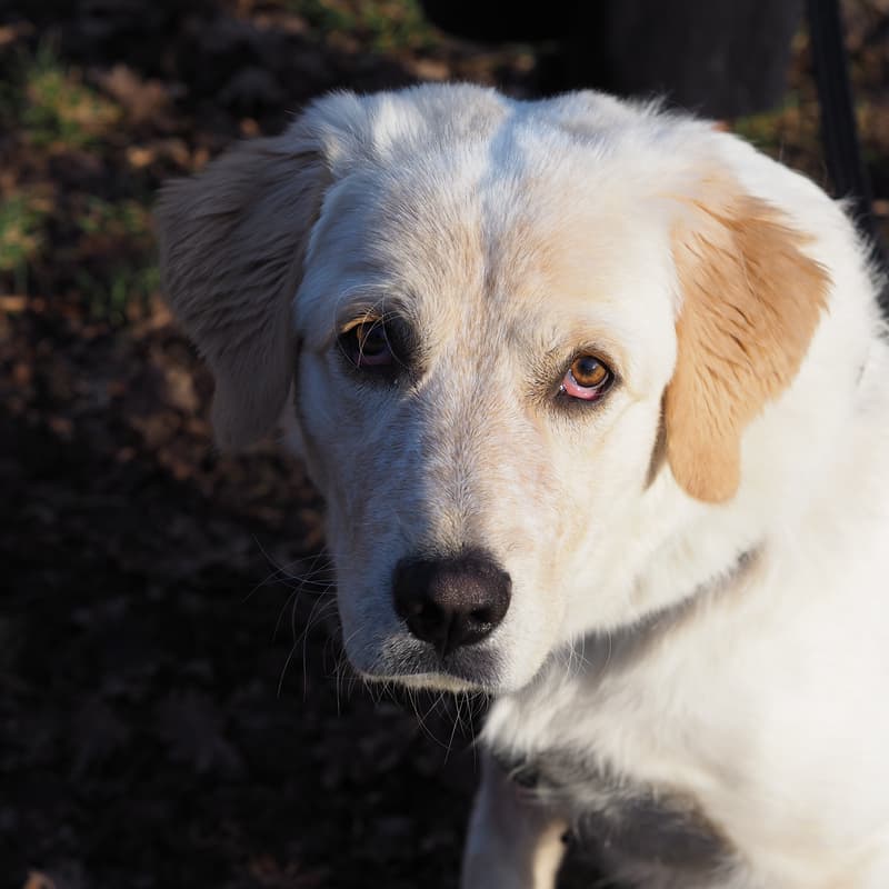 Cover Image for Paws & Music: A Benefit Concert