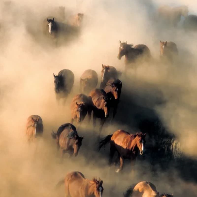 Cover Image for Ranch Night // Framer x COLLINS