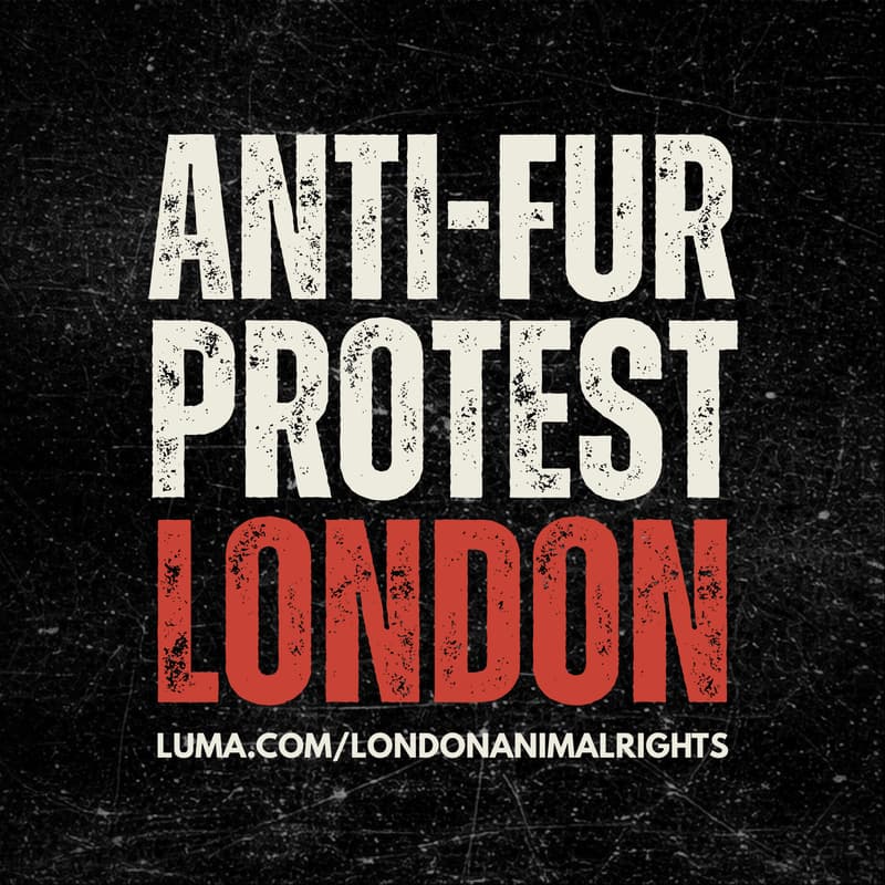 Cover Image for ANTI-FUR PROTEST