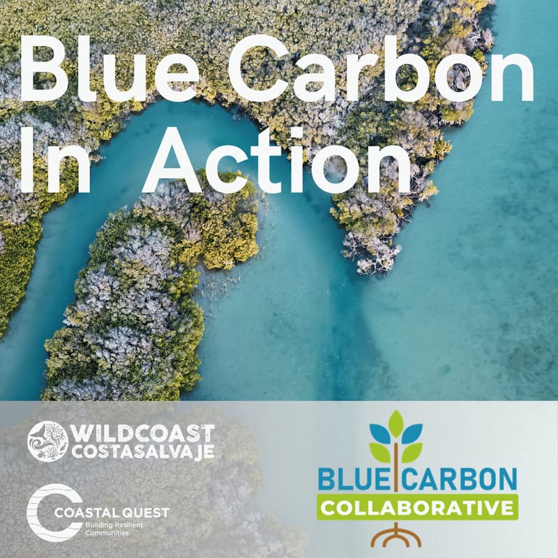 Cover Image for The Blue Carbon Collaborative Symposium- “Blue Carbon in Action: From Policy to Practice”/Simposio de la Red Colaborativa de Carbono Azul