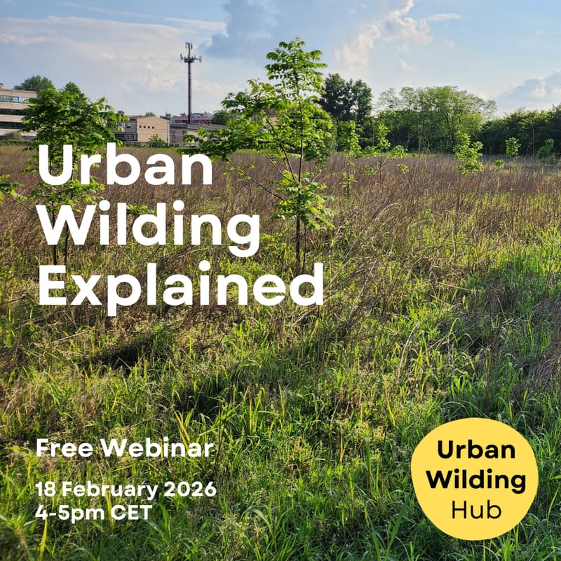 Cover Image for Urban Wilding Explained