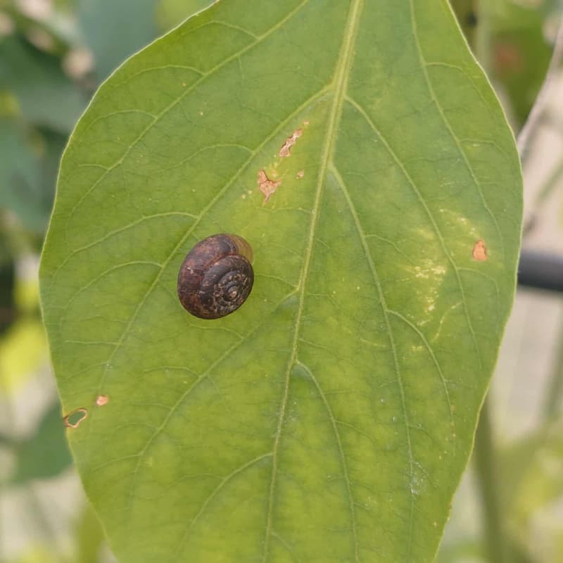 Cover Image for Mini Beasts