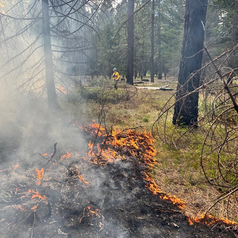Cover Image for Pine Flats Burn Day - Observer Sign-Up
