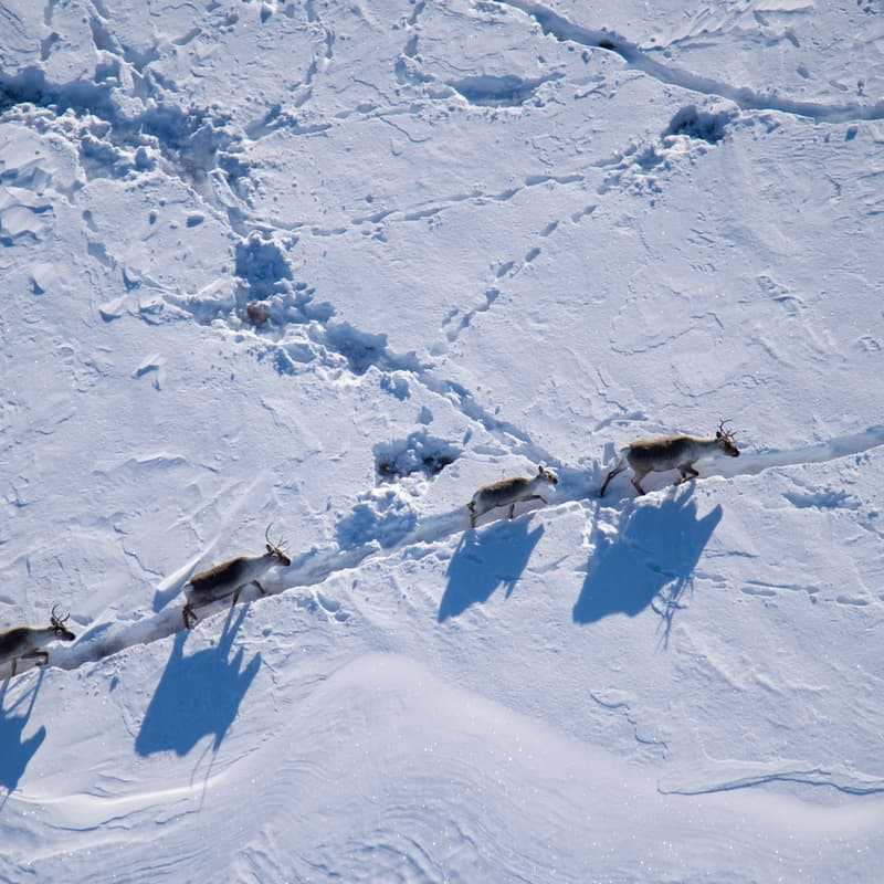 Cover Image for The Arctic & our Oceans - Defending Nature from Big Oil