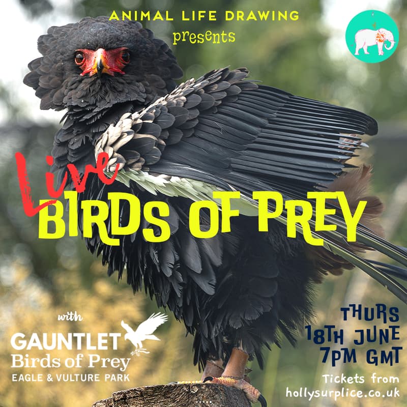 Cover Image for Birds of Prey - Live Session