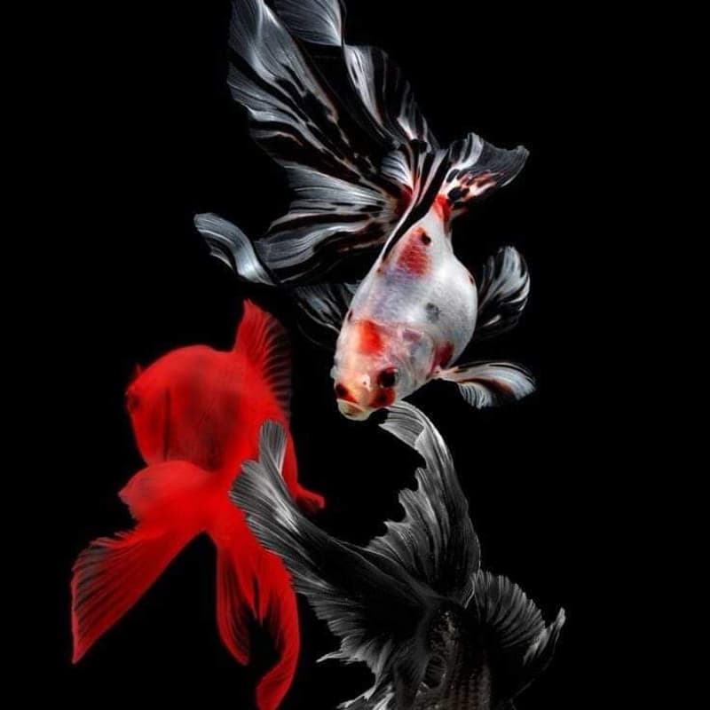 Cover Image for Table de Partage : Chapitre 4 (l’Eau 💧)