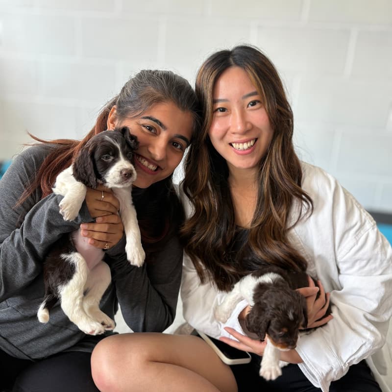 Cover Image for AfroPuppyYoga -📍Kitchener - 🐶 Springer Spaniels