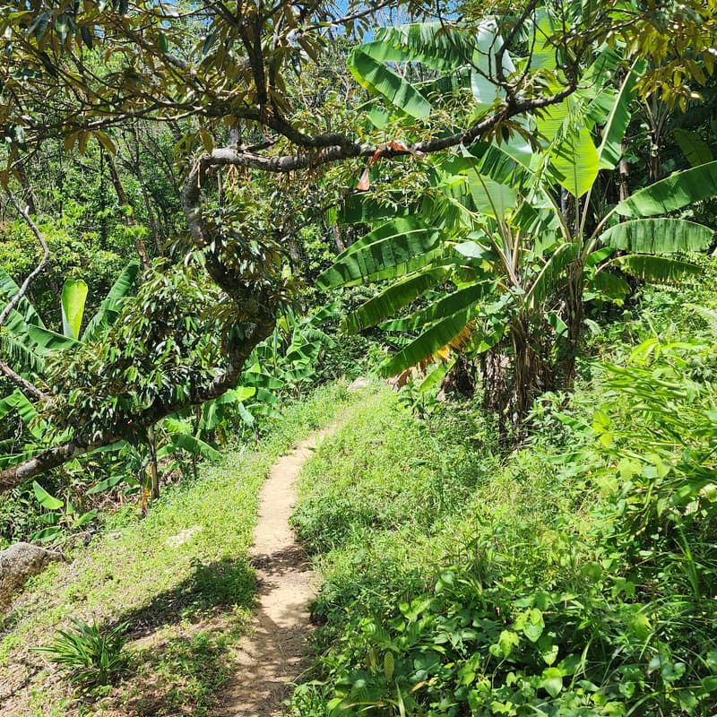 Cover Image for Bukit Gondol - Sam Hill - IBP 45-60