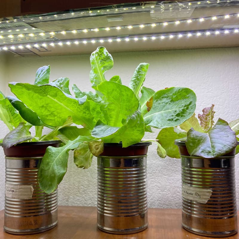Cover Image for 💧 Hydroponic Gardening Workshop — NASA Fundamentals (Take-Home Kit Included!)