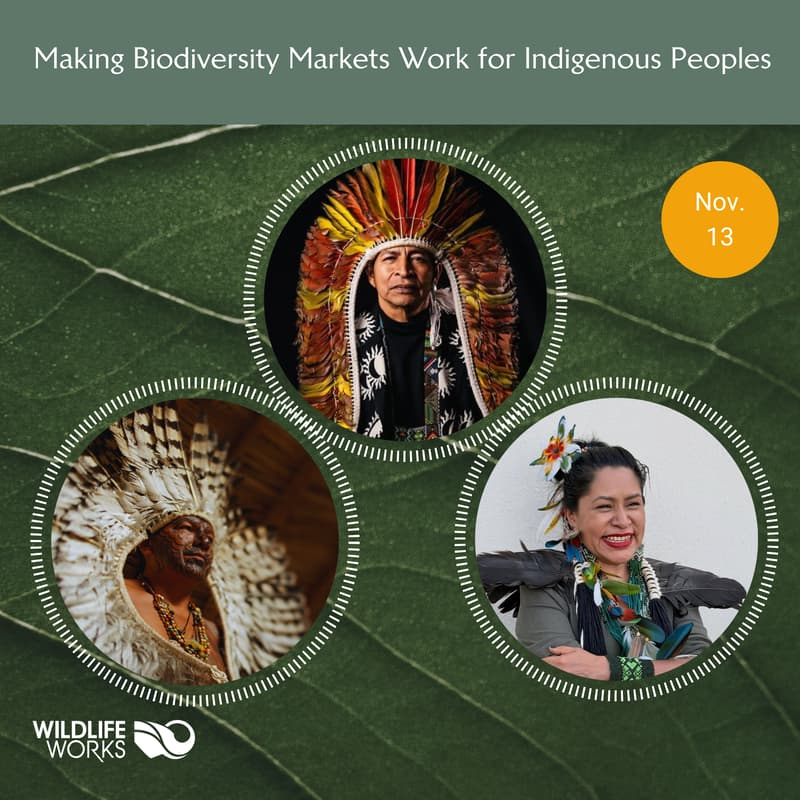 Cover Image for Making Biodiversity Markets Work for Indigenous Peoples
