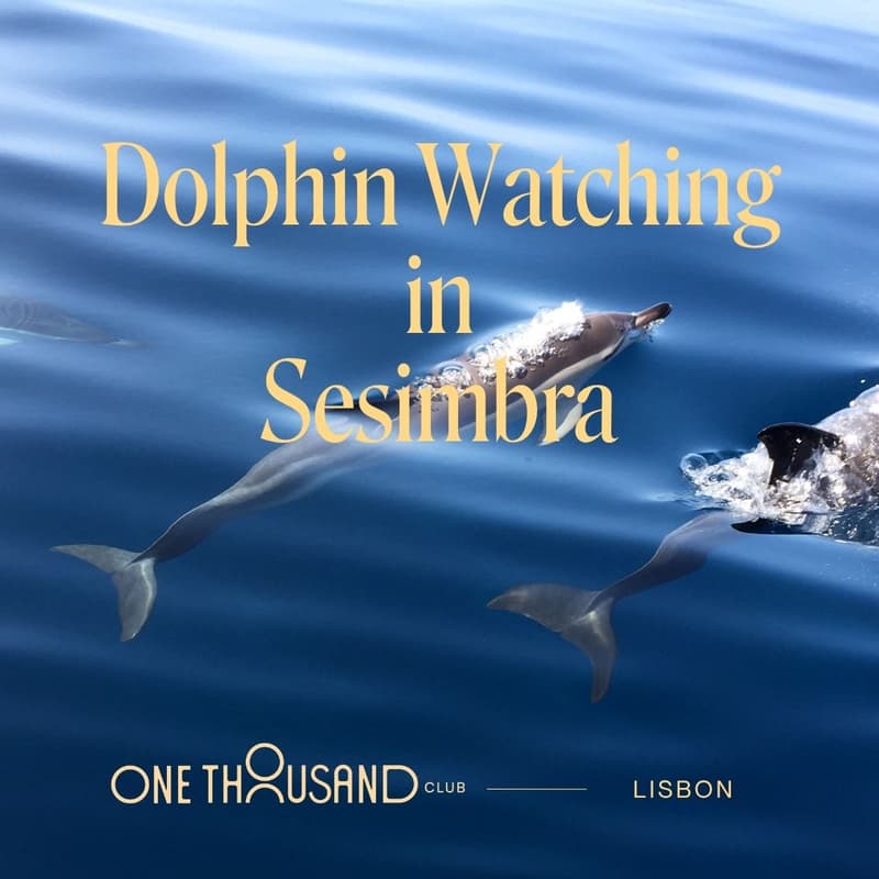 Cover Image for Dolphin Watching in Sesimbra