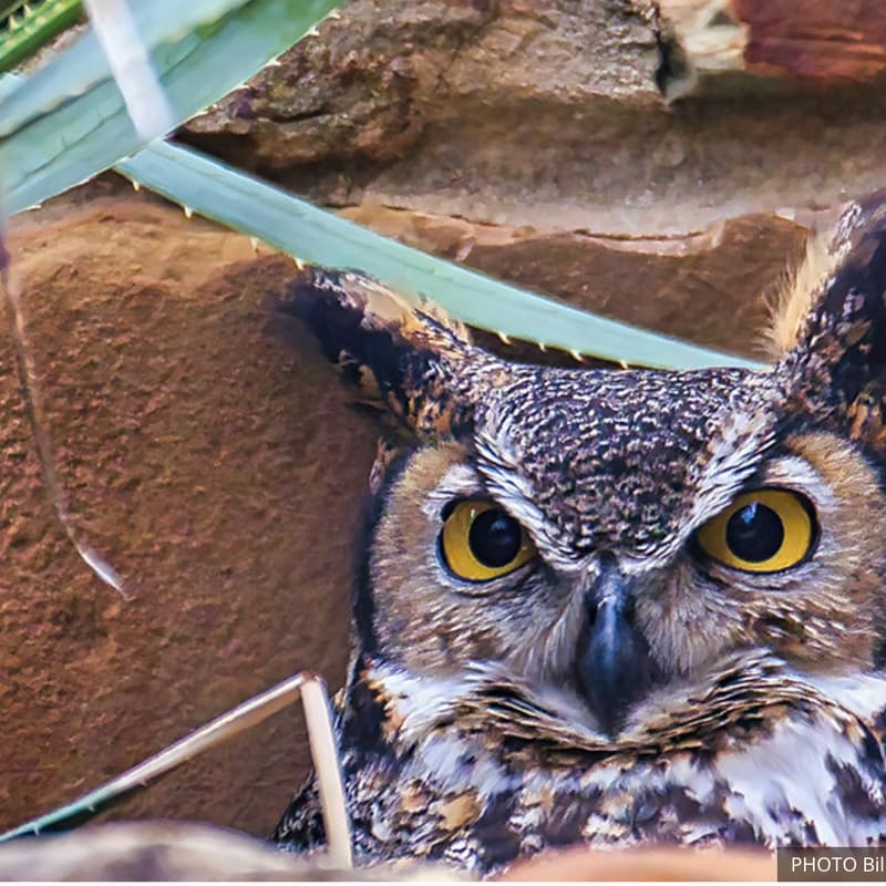 Cover Image for Group Gawking: Athena + Owlets
