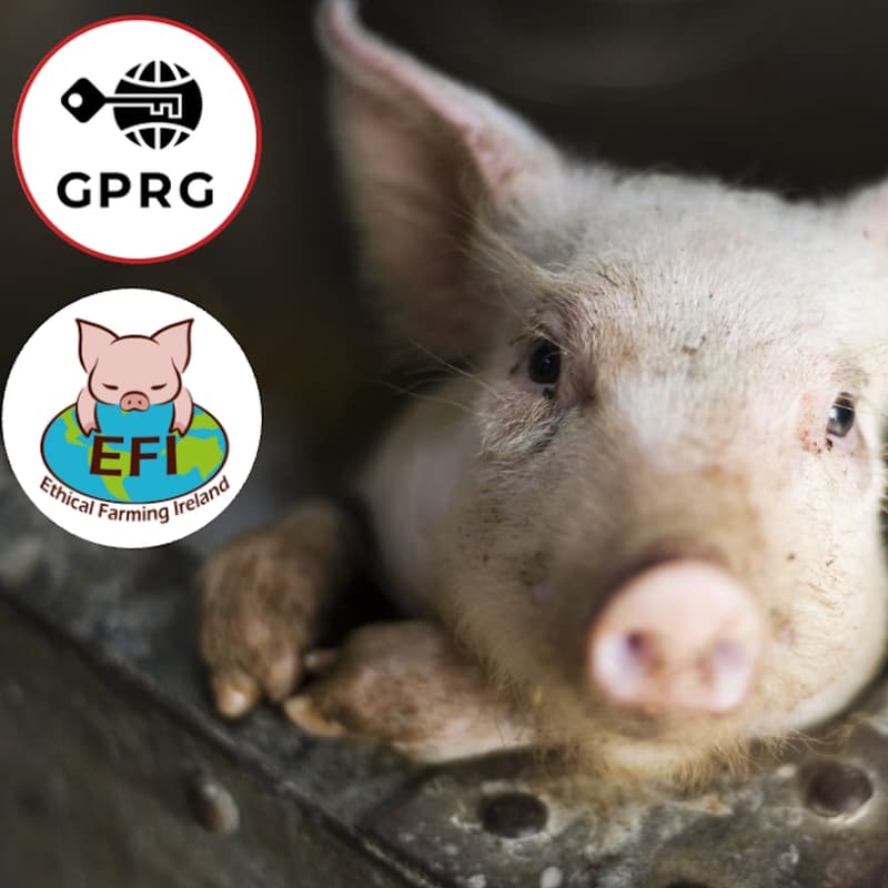 Cover Image for Take Action for Farmed Animals in Ireland