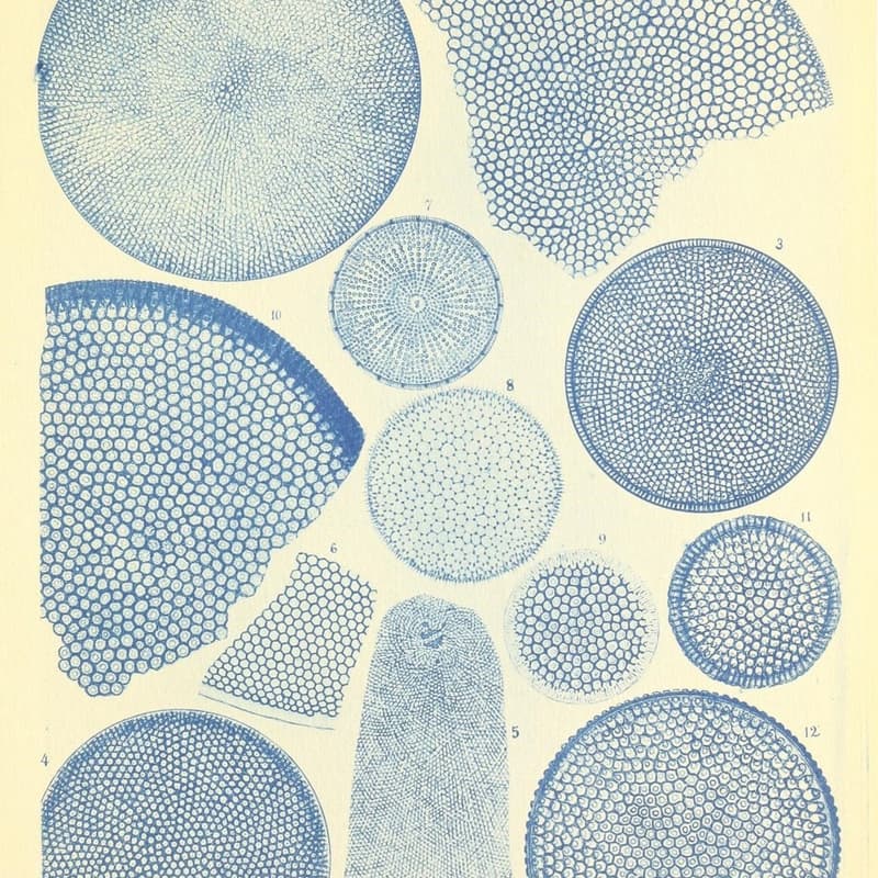 Cover Image for wind-up mice garden poetry