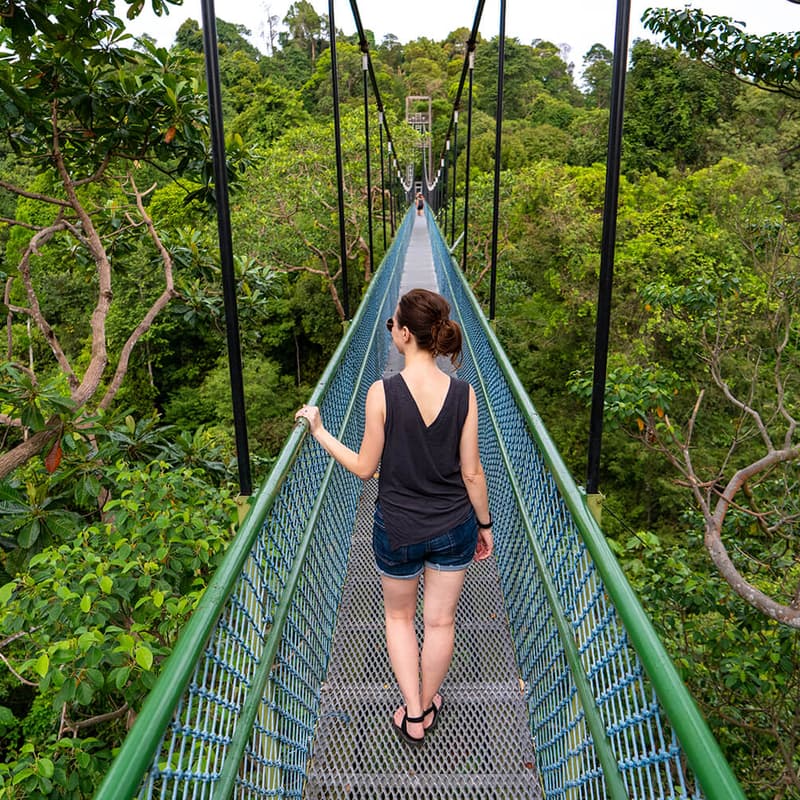 Cover Image for Player 2: TreeTop Walk