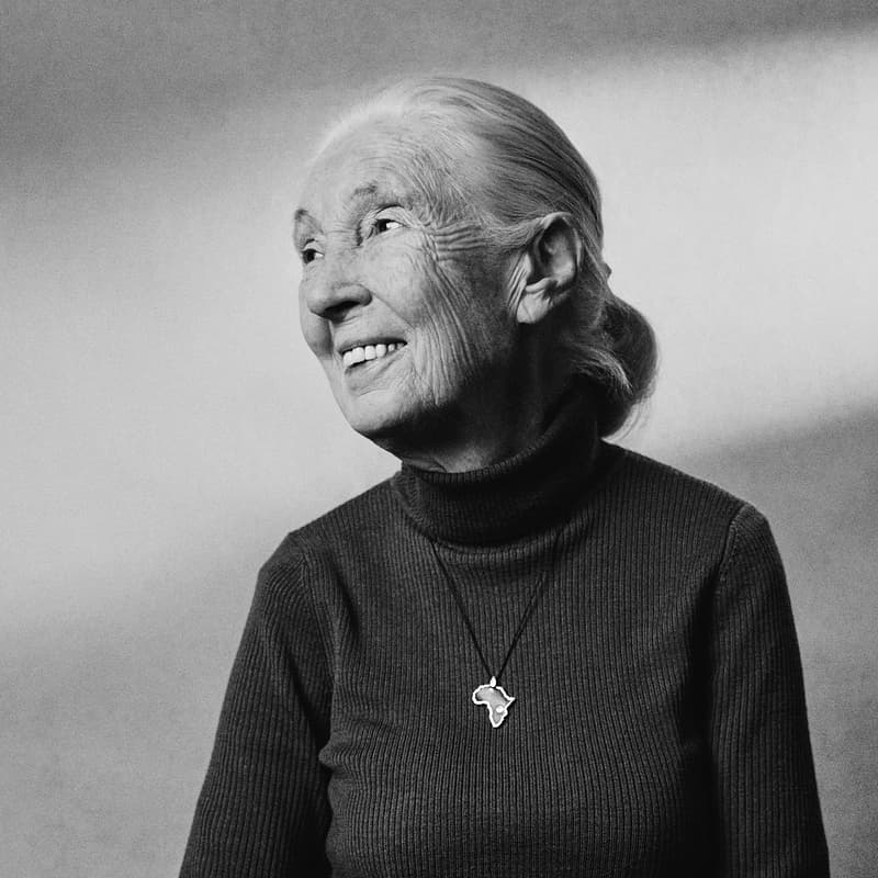 Cover Image for Dr. Jane Goodall Memorial Gathering