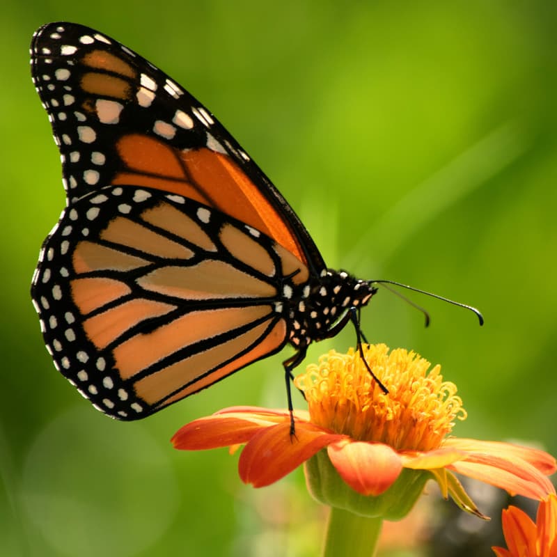 Cover Image for The Biodiversity Crisis: Unlocking Progress At-Scale