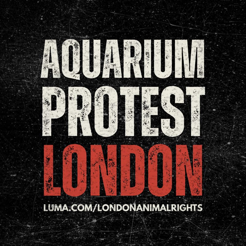 Cover Image for AQUARIUM PROTEST