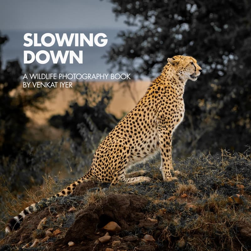 Cover Image for Slowing Down - Book Launch & First Viewing