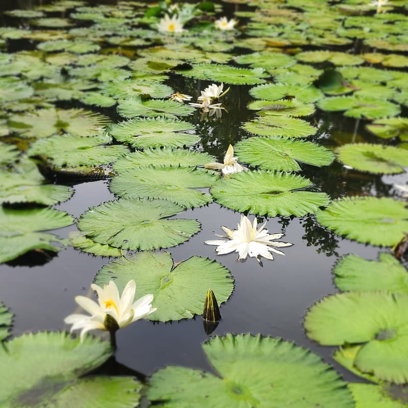 Cover Image for Bangkok Forest Wellness Retreat (Half Day) by Zenful Institute and Nature Life Yoga Center