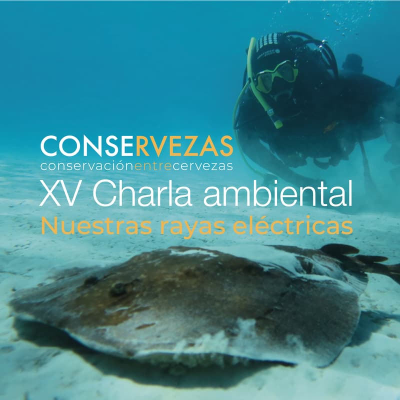 Cover Image for Conservezas XV — Nuestras rayas eléctricas