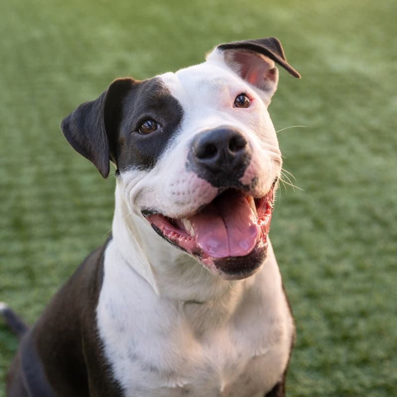 Cover Image for Pasadena Humane Adoption Day + Free Phony Negroni Tasting