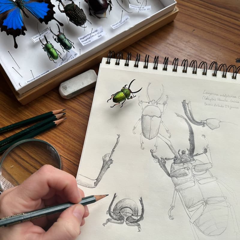 Cover Image for ATELIER 🐞 Dessine-moi un coléoptère l Initiation au dessin scientifique @ Climate House
