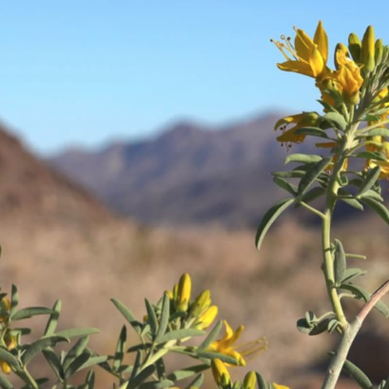 Cover Image for SVN - Annual Member Gathering