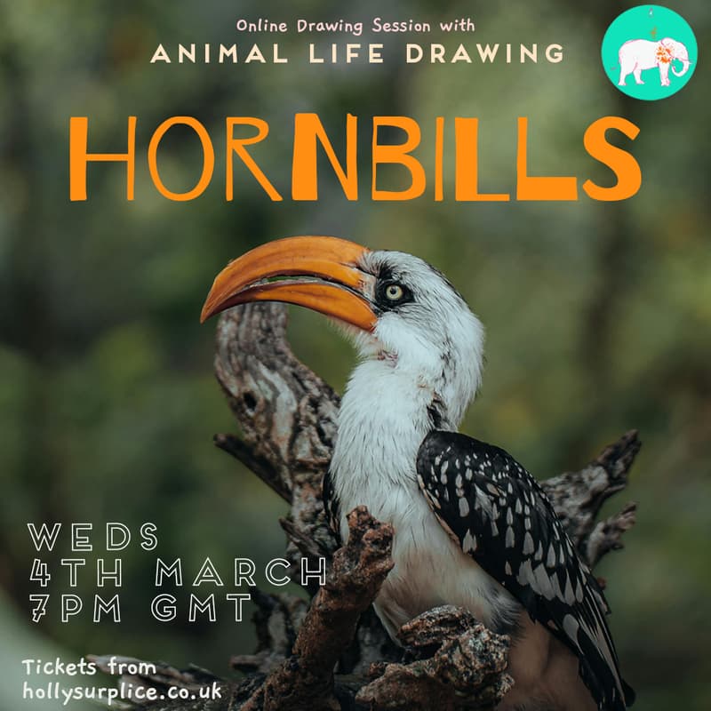 Cover Image for Hornbills Drawing Session