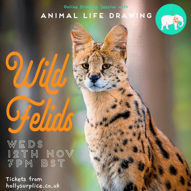 Cover Image for Wild Felids Drawing Session