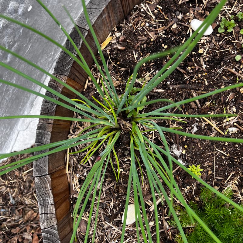 Cover Image for Gardening on the Roof - Spring '26 Season