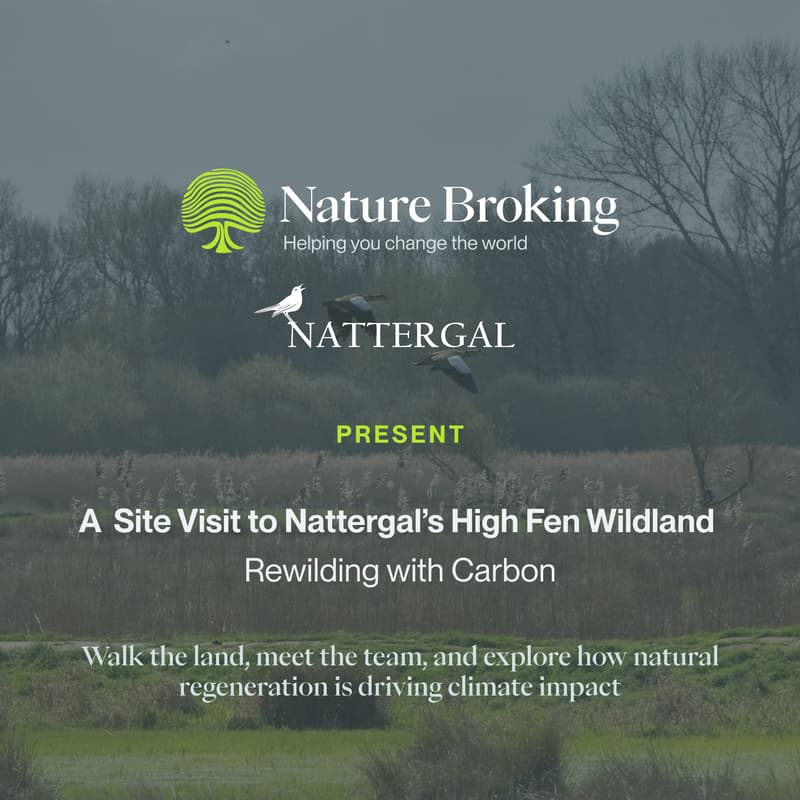 Cover Image for A Site Visit to Nattergal’s High Fen Wildland