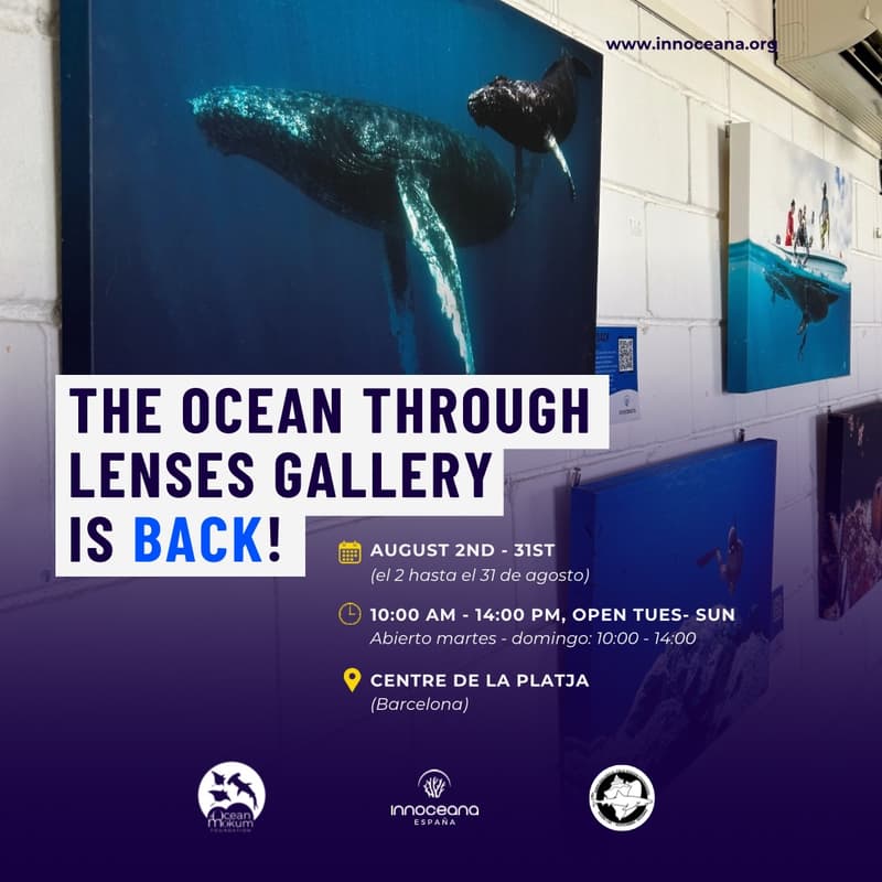 Cover Image for The Ocean Through Lenses Gallery Opening