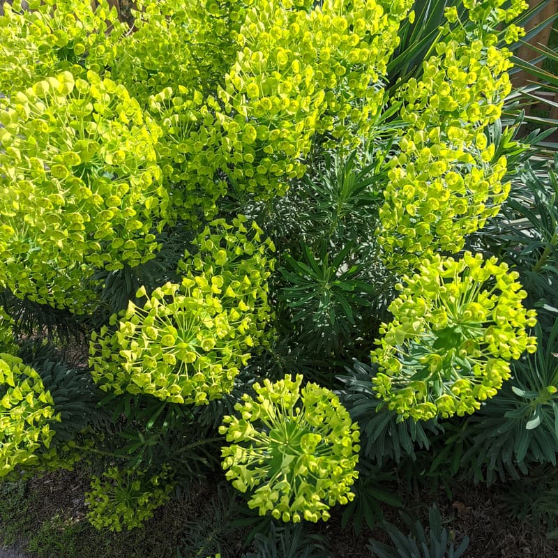 Cover Image for Cascadia Day Portland 2026 for bioregional community resilience-building.