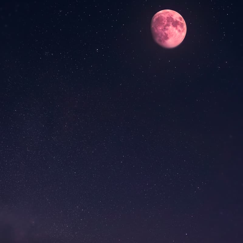 Cover Image for Under the Pink Moon - تحت القمر الوردي