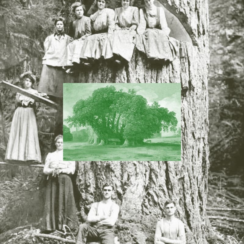 Cover Image for Speculative Botany: Sensing the American Chestnut