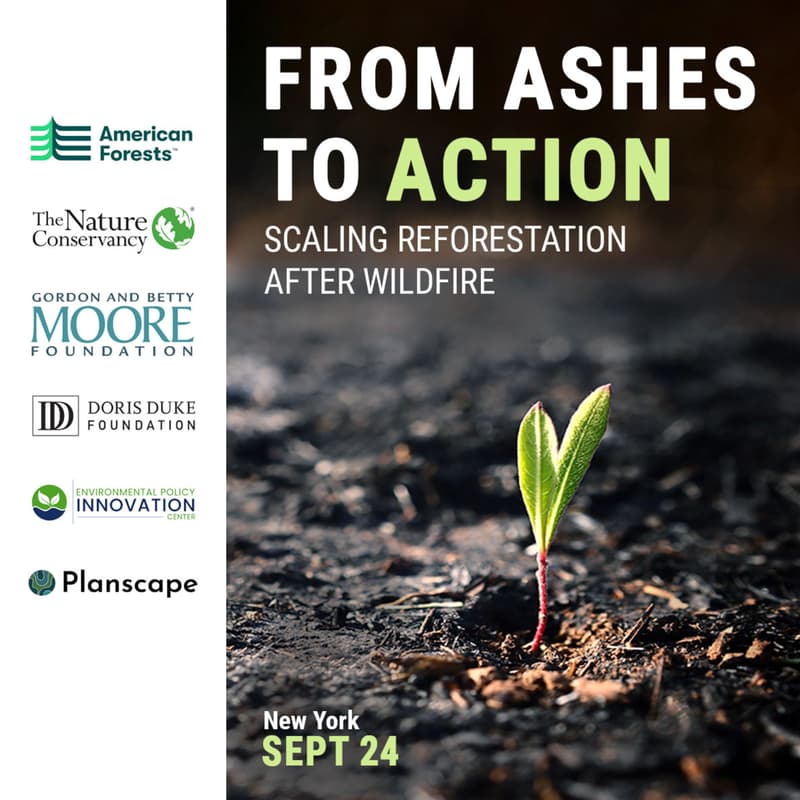 Cover Image for From Ashes to Action: Scaling Reforestation After Wildfire
