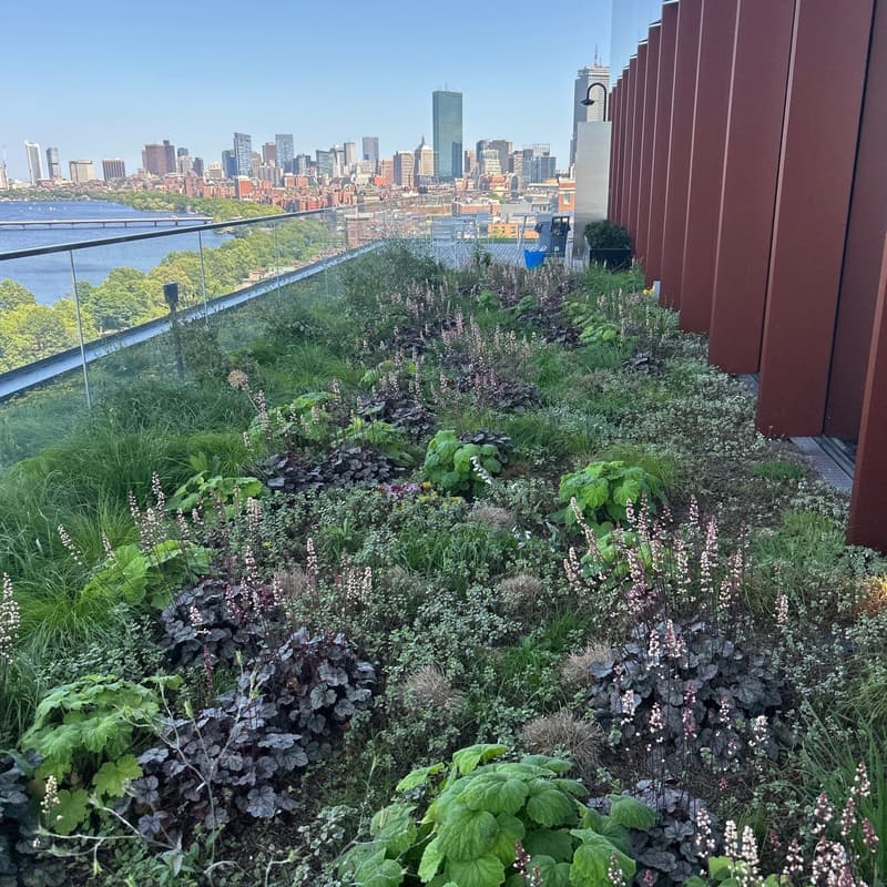 Cover Image for Green Roofs on Campus: Living Infrastructure for Climate Action, Learning, and Legacy