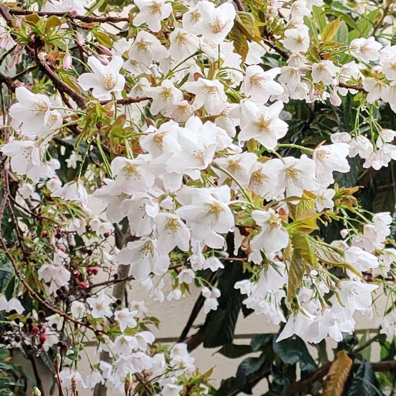 Cover Image for Survival Protocol #2: Description & Consumption｜敘述與消費｜記述と消費