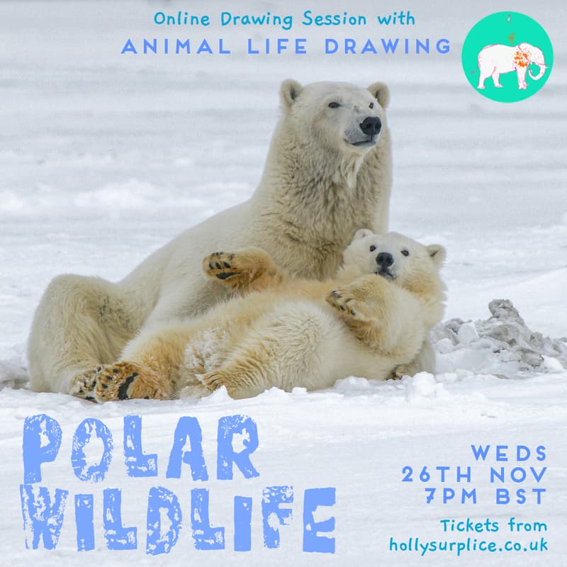 Cover Image for Polar Wildlife Drawing Session