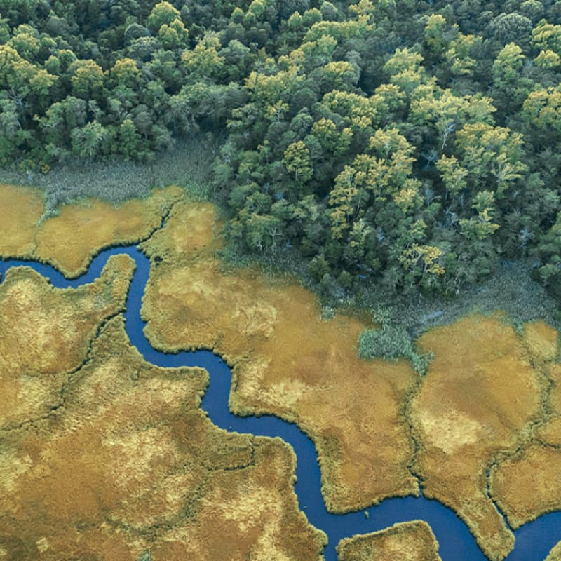 Cover Image for Ecosystems of Life: A Forest Walkshop on Your Own Living Web (Using the Ecosystem Mapping Tool)