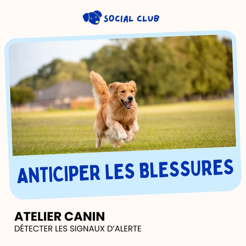 Cover Image for Anticiper les blessures