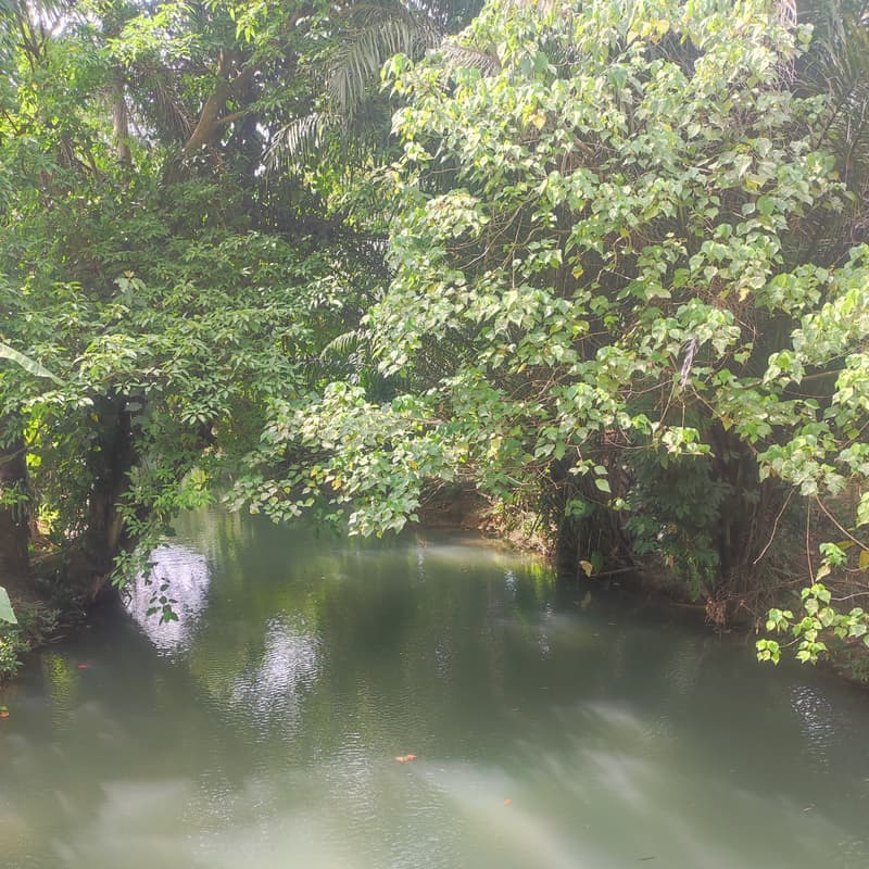 Cover Image for the somatics of listening