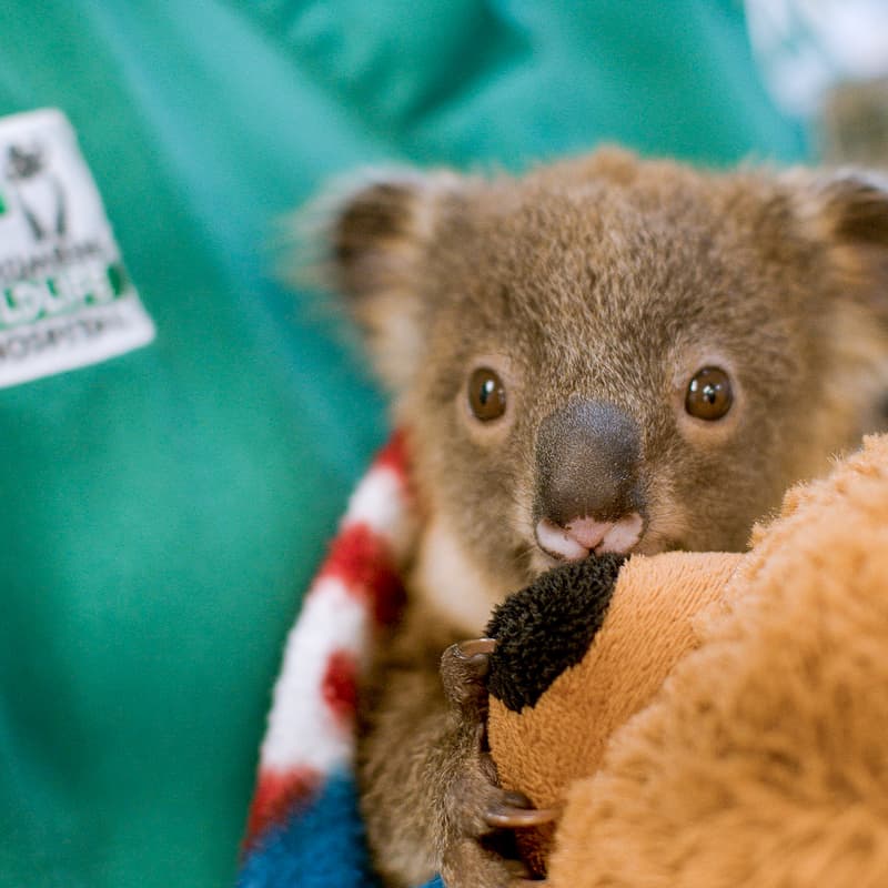 Cover Image for The Science of Saving Koalas