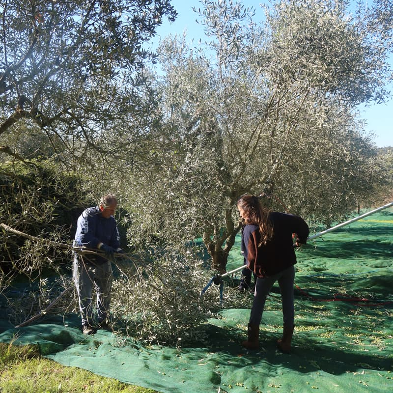 Cover Image for Seeking Truth in the Olive Groves: a Guided Tasting