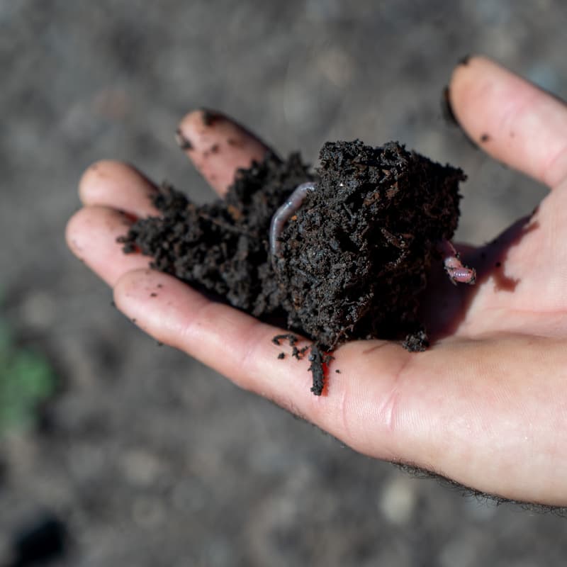 Cover Image for Soil Microbe Herding 101